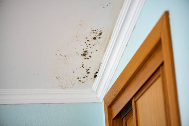 Best Residential Mold Removal  in Beckett, NJ