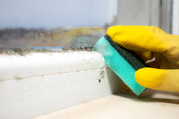 Mold Testing and Removal in Beckett, NJ